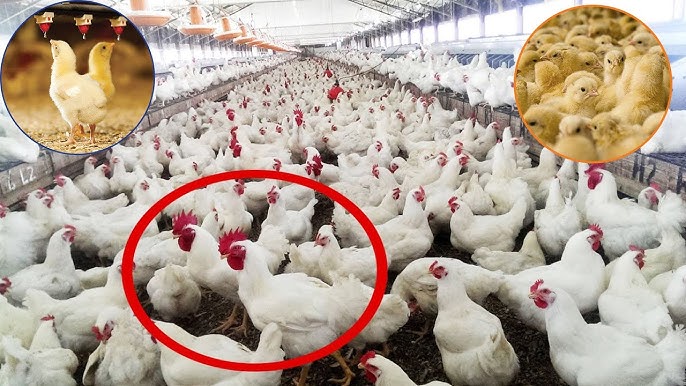 Jinsi ya Kufuga Kuku wa Kisasa wa Nyama