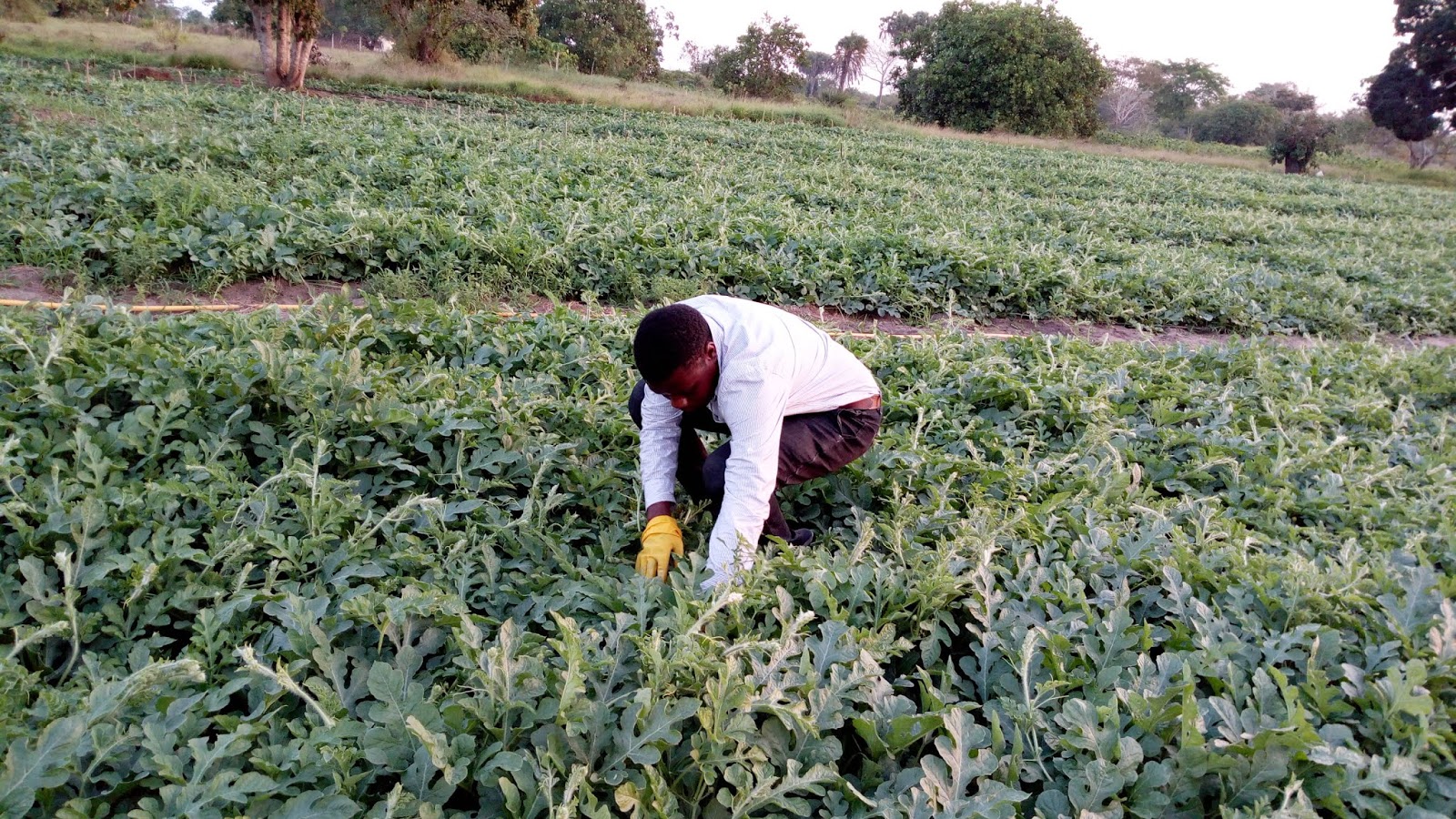 Jinsi ya Kulima Matikiti Maji ya Biashara