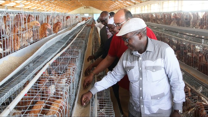 Jinsi ya kufuga Kuku wa Mayai
