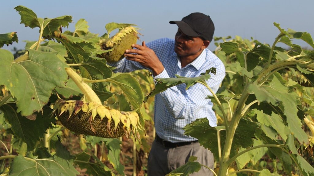 Bei Ya Alizeti Kwa Gunia