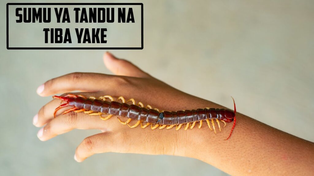 Fahamu Kuhusu Mdudu Tandu