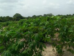 Mwongozo wa Kilimo cha Mihogo Tanzania