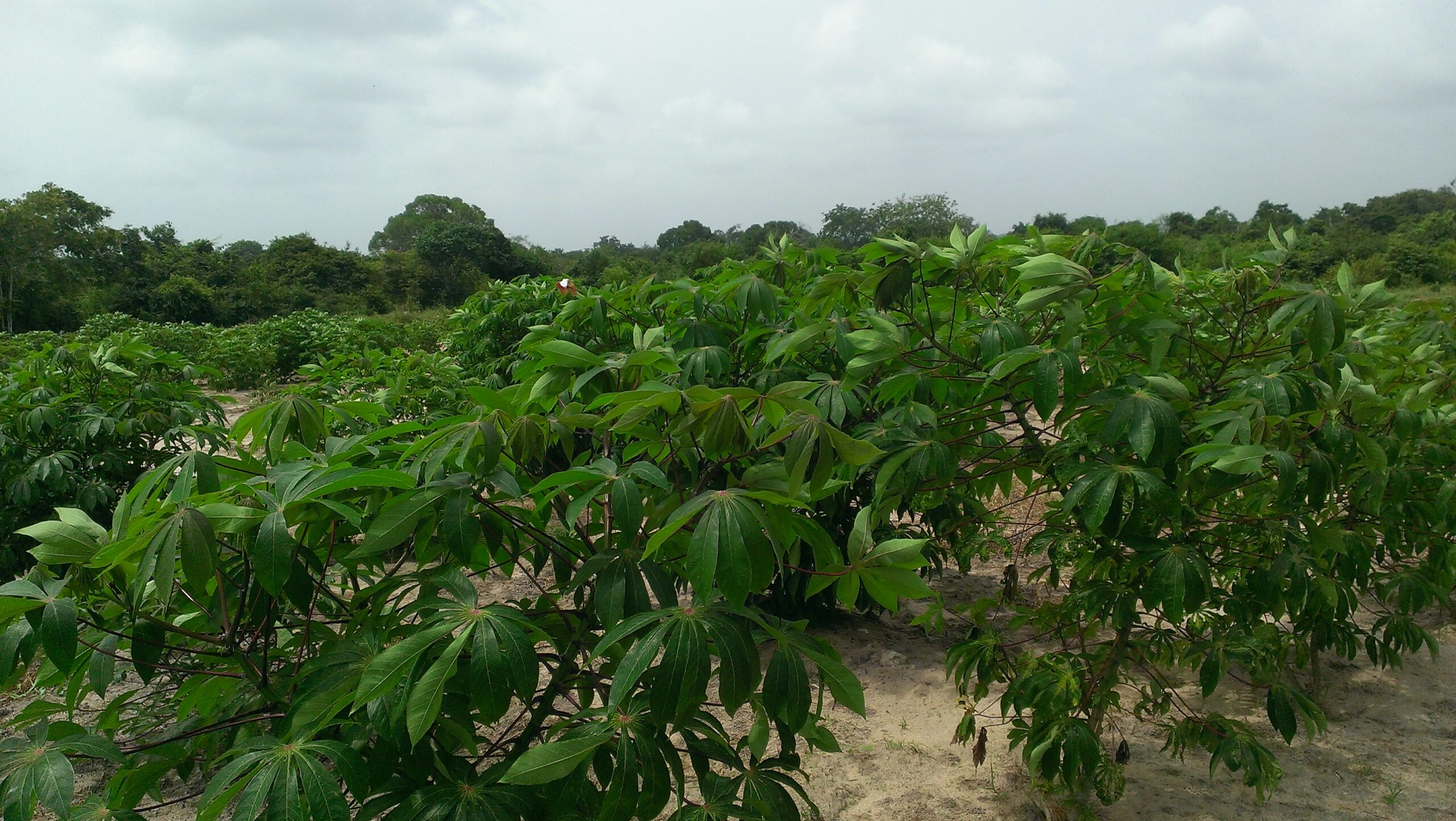 Kilimo cha Mihogo