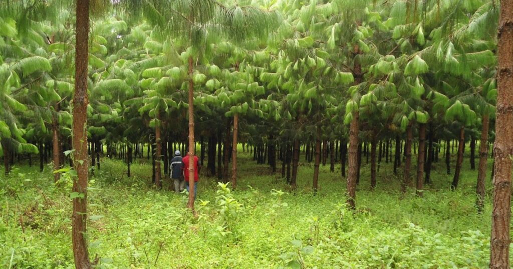 Kilimo cha Miti ya Mbao