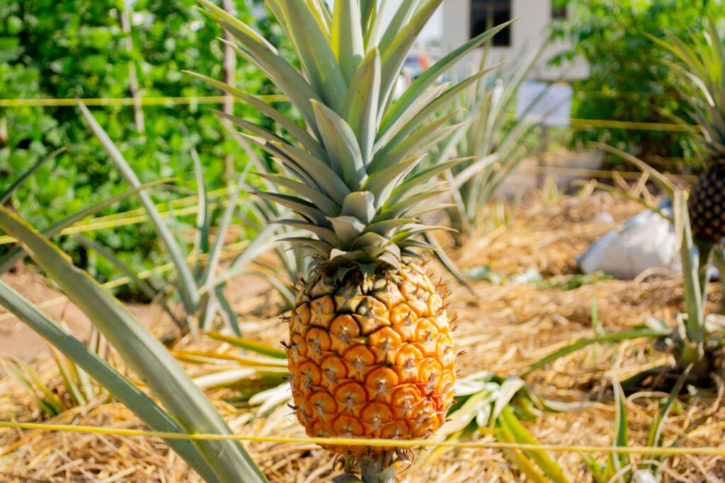 Mwongozo wa Kilimo cha Nanasi Tanzania Kilimo cha Nanasi