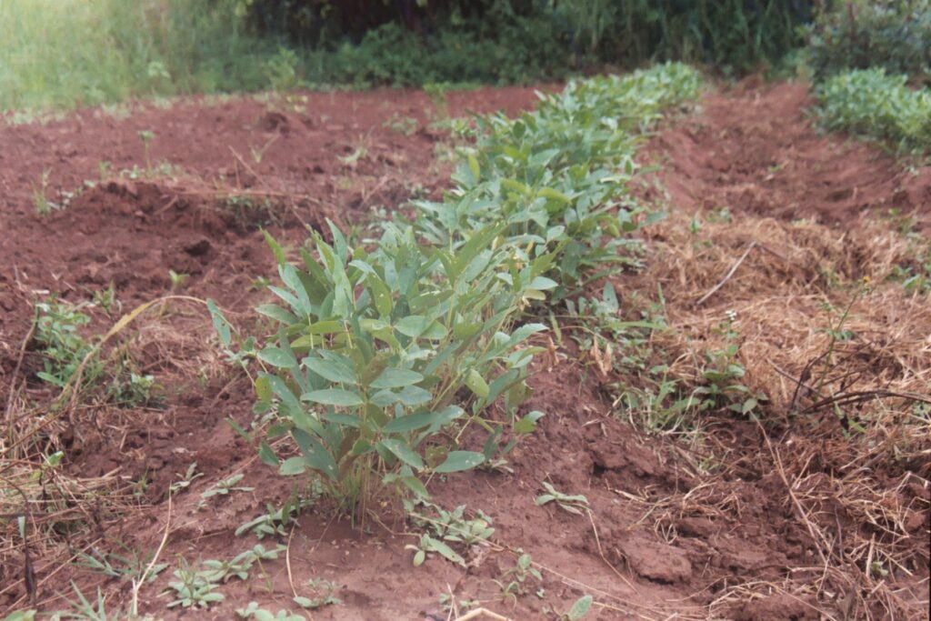 Mwongozo wa Kilimo cha Njugu Mawe Tanzania Kilimo cha Njugu Mawe