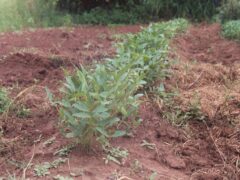 Mwongozo wa Kilimo cha Njugu Mawe Tanzania