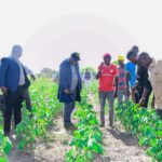 Kilimo cha Pamba