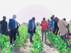 Mwongozo wa Kilimo cha Pamba Tanzania