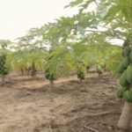 Kilimo cha Papai