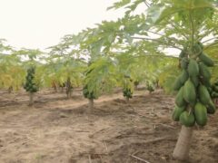 Mwongozo wa Kilimo cha Papai Tanzania