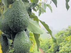 Mwongozo wa Kilimo cha Parachichi Tanzania