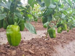 Mwongozo wa Kilimo cha Pilipili Hoho Tanzania
