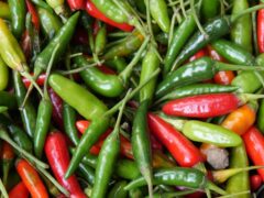 Mwongozo wa Kilimo cha Pilipili Kichaa Tanzania