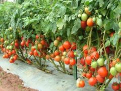 Mwongozo wa Kilimo cha Zao La Nyanya Tanzania