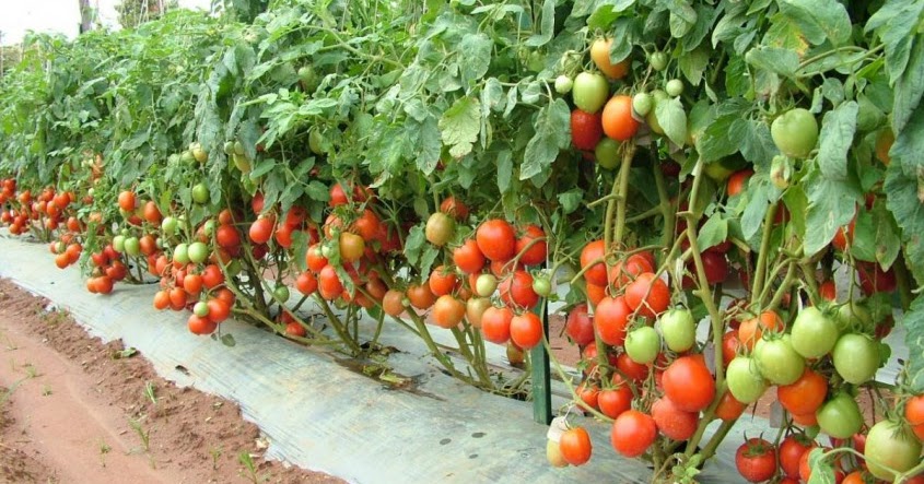 Kilimo cha Zao La Nyanya