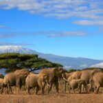 Mkoa wa Kilimanjaro Una Wilaya Ngapi