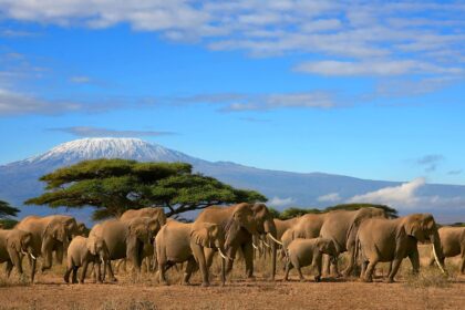 Mkoa wa Kilimanjaro Una Wilaya Ngapi