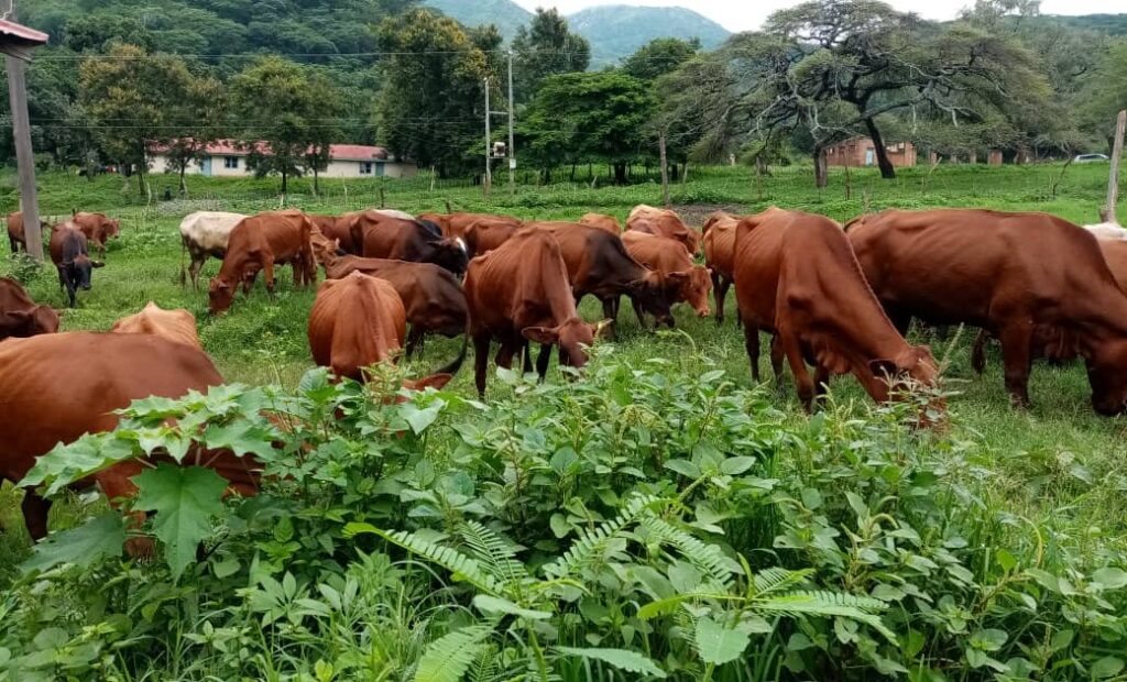 Mwongozo wa Ufugaji Bora wa Ng’ombe Mwongozo wa Ufugaji Bora wa Ng'ombe
