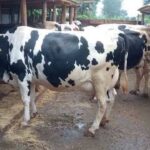 Ufugaji wa Ng'ombe wa Maziwa