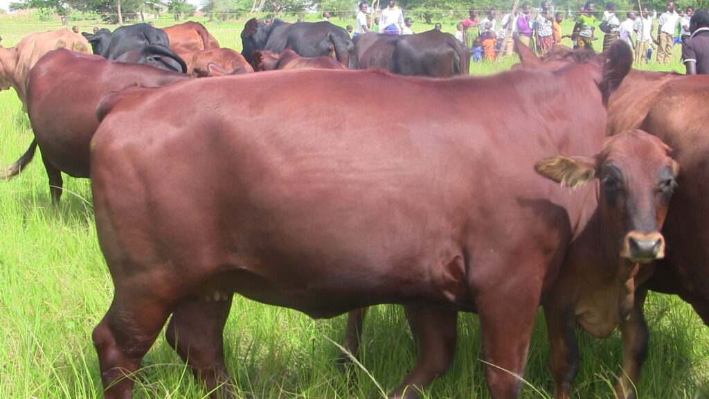 Mwongozo wa Ufugaji wa Ng’ombe wa Nyama Ufugaji wa Ng'ombe wa Nyama