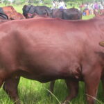 Ufugaji wa Ng'ombe wa Nyama