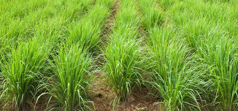 Fahamu Kilimo Cha Mchaichai Tanzania