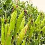 Kilimo Cha Mahindi Ya umwagiliaji