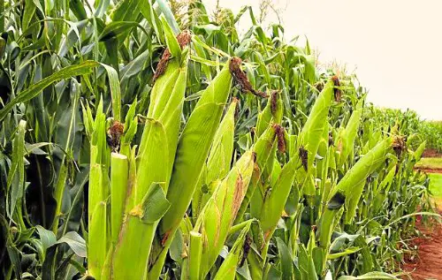 Kilimo Cha Mahindi Ya umwagiliaji