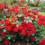 Kilimo Cha Maua Rose