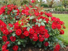 Kilimo Cha Maua Rose
