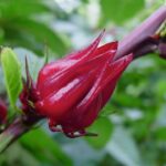 Kilimo Cha Rozera