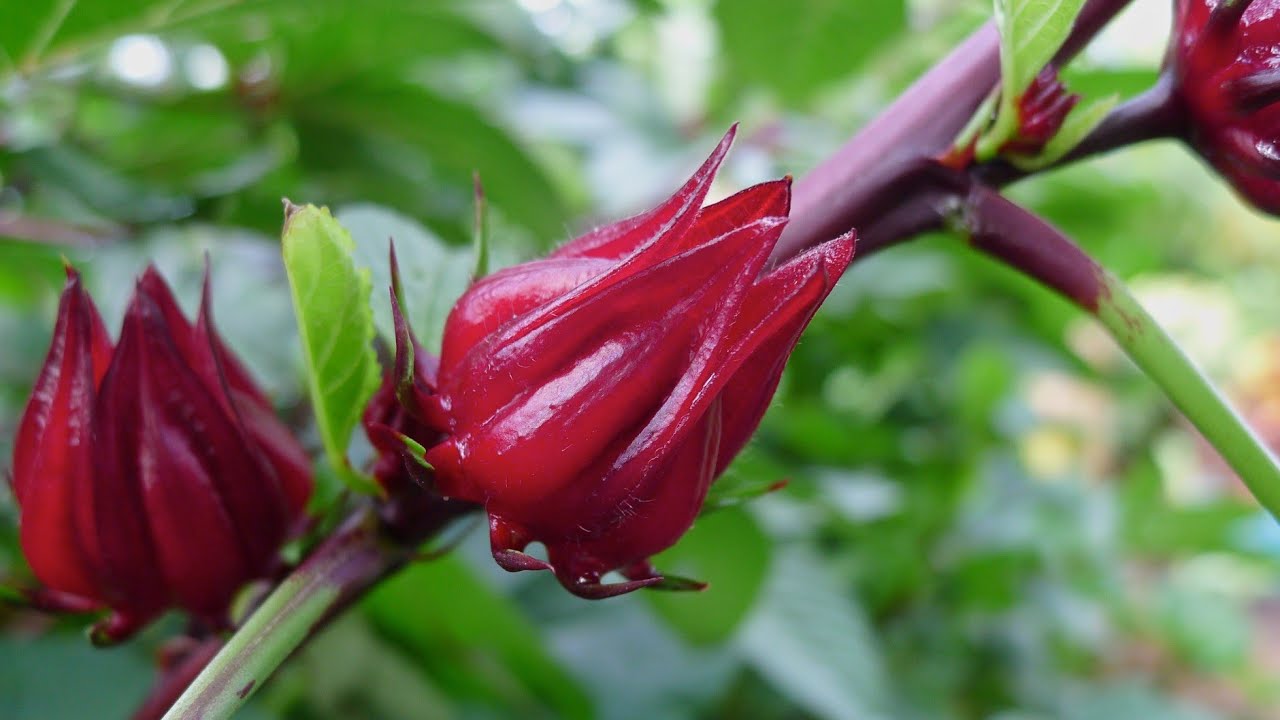 Kilimo Cha Rozera