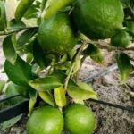 Kilimo cha Limau