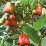 Mazao ya Biashara Yenye Faida Kubwa