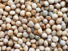 Mwongozo wa Kilimo Cha Mbaazi Tanzania