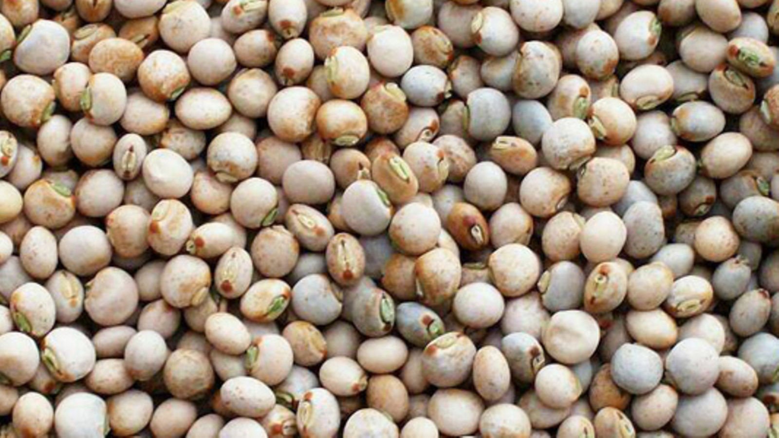 Mwongozo wa Kilimo Cha Mbaazi Tanzania